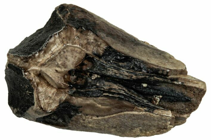 Fossil Dinosaur (Triceratops) Shed Tooth - Unusual Wear #319788